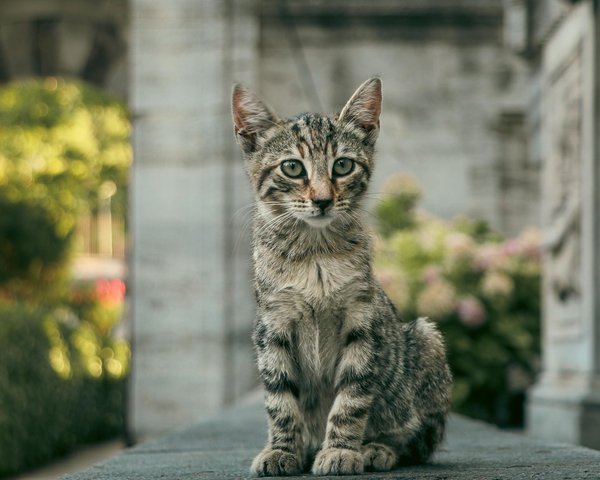Comment maintenir un poids sain pour votre chien